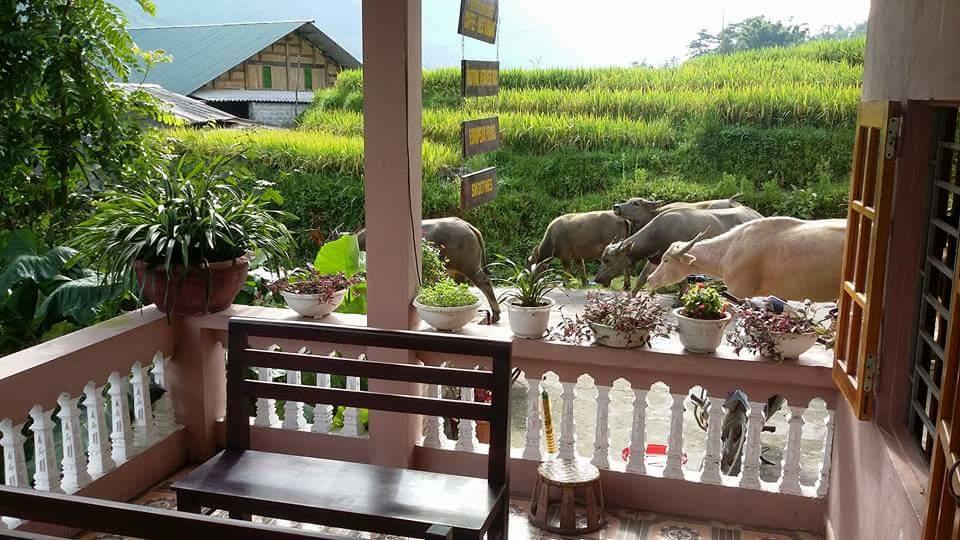 Ta Van Green Hills Homestay Сапа Екстериор снимка
